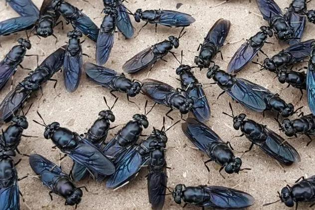 寿村是什么地方-九游体育