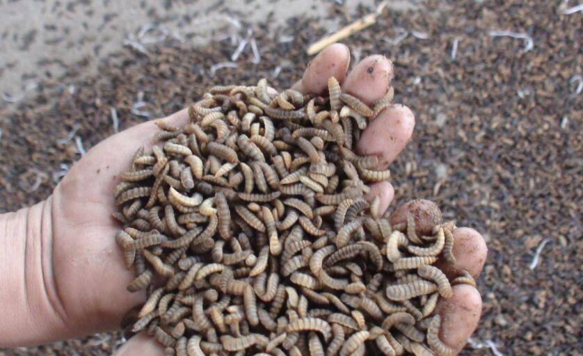 寿村是什么地方 寿村是什么地方